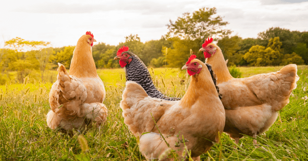 Unternehmen 6 RASSEGEFLÜGELZUCHTVEREIN VREDEN